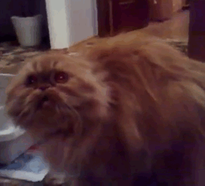 50 Pics Proving That Cats Are Actually Demons 50 Pics Proving That Cats Are Actually Demons