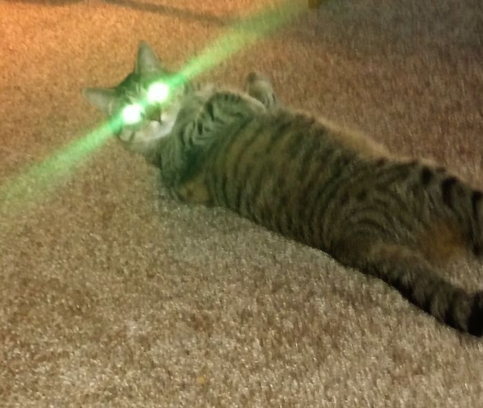50 Pics Proving That Cats Are Actually Demons 50 Pics Proving That Cats Are Actually Demons