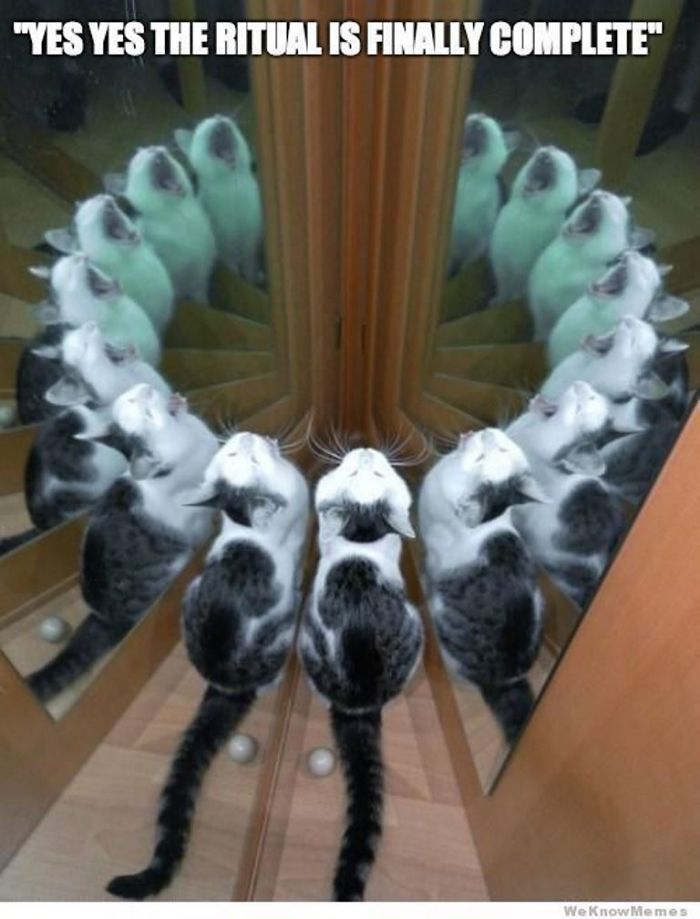 50 Pics Proving That Cats Are Actually Demons 50 Pics Proving That Cats Are Actually Demons