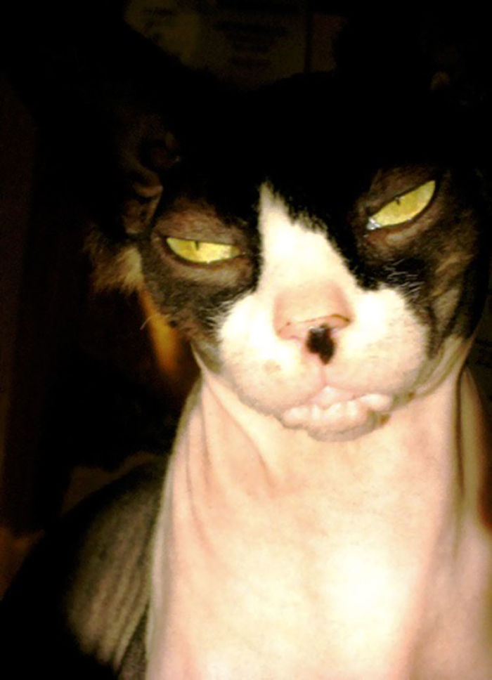 50 Pics Proving That Cats Are Actually Demons 50 Pics Proving That Cats Are Actually Demons