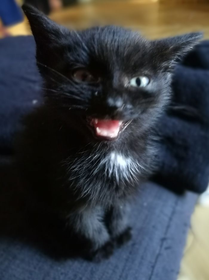 50 Pics Proving That Cats Are Actually Demons 50 Pics Proving That Cats Are Actually Demons