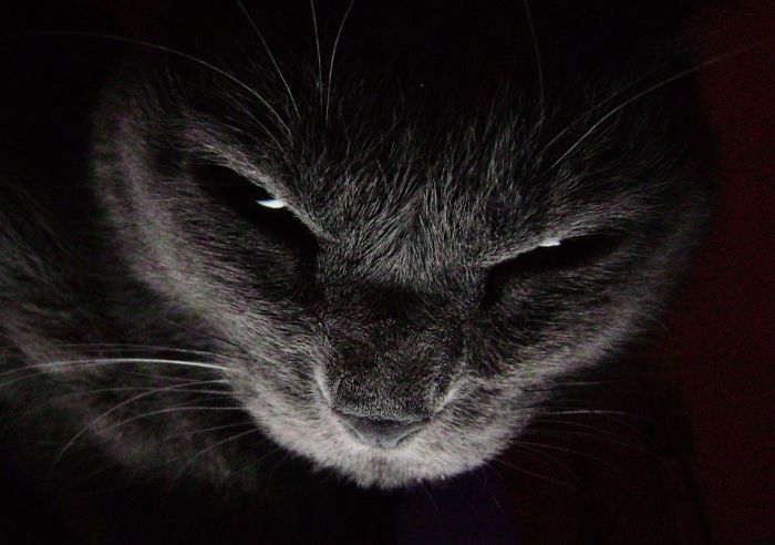 50 Pics Proving That Cats Are Actually Demons 50 Pics Proving That Cats Are Actually Demons