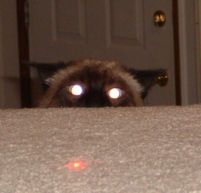 50 Pics Proving That Cats Are Actually Demons 50 Pics Proving That Cats Are Actually Demons