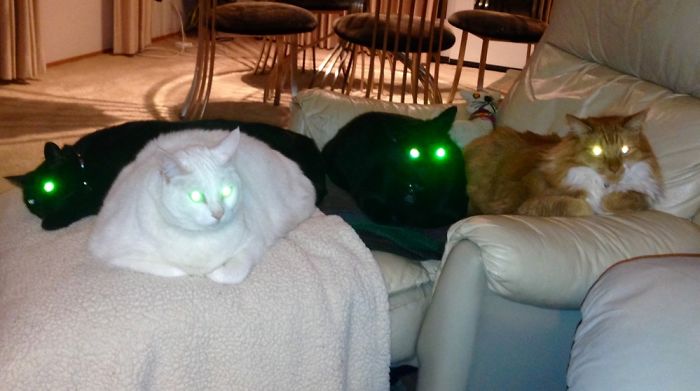 50 Pics Proving That Cats Are Actually Demons 50 Pics Proving That Cats Are Actually Demons