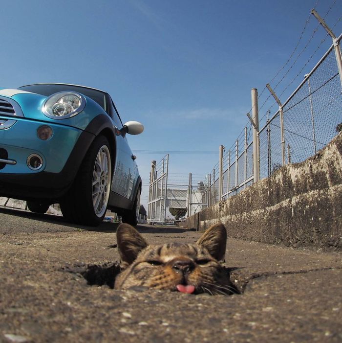 Stray Cats Find Drain Pipe Holes And Now They Are Having The Time Of Their Life Stray Cats Find Drain Pipe Holes And Now They Are Having The Time Of Their Life