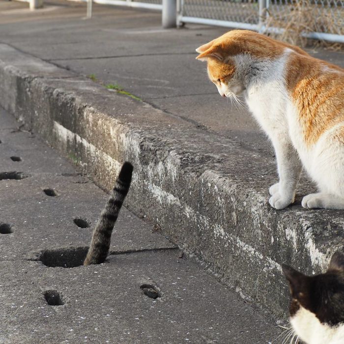 Stray Cats Find Drain Pipe Holes And Now They Are Having The Time Of Their Life Stray Cats Find Drain Pipe Holes And Now They Are Having The Time Of Their Life