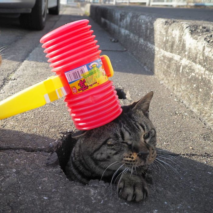 Stray Cats Find Drain Pipe Holes And Now They Are Having The Time Of Their Life Stray Cats Find Drain Pipe Holes And Now They Are Having The Time Of Their Life