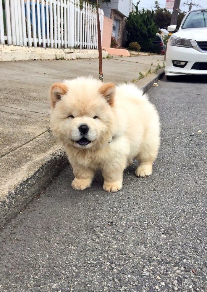 50 Puppies That Are Too Adorable To Be Real 50 Puppies That Are Too Adorable To Be Real