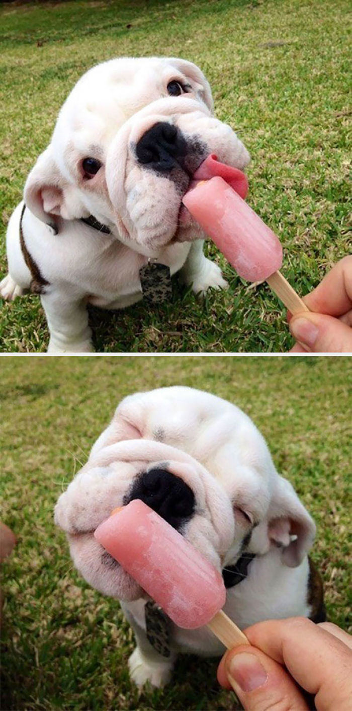 50 Puppies That Are Too Adorable To Be Real 50 Puppies That Are Too Adorable To Be Real