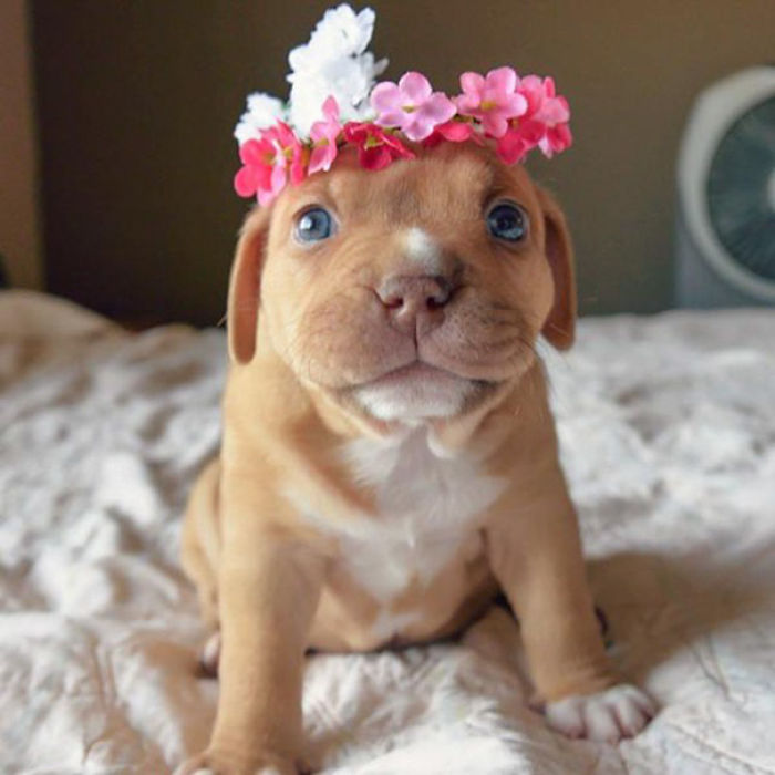 50 Puppies That Are Too Adorable To Be Real 50 Puppies That Are Too Adorable To Be Real