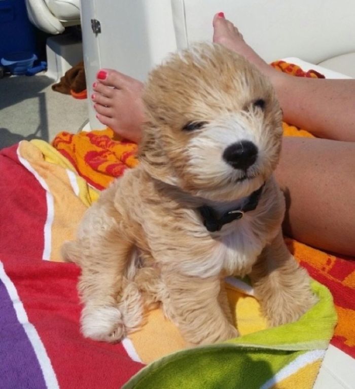 50 Puppies That Are Too Adorable To Be Real 50 Puppies That Are Too Adorable To Be Real
