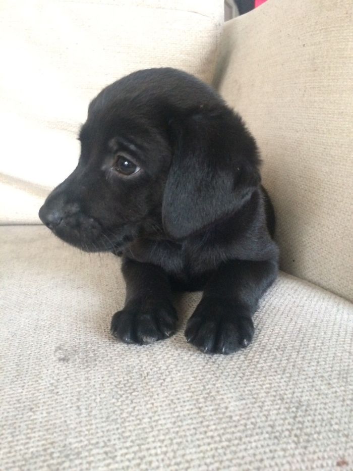 50 Puppies That Are Too Adorable To Be Real 50 Puppies That Are Too Adorable To Be Real