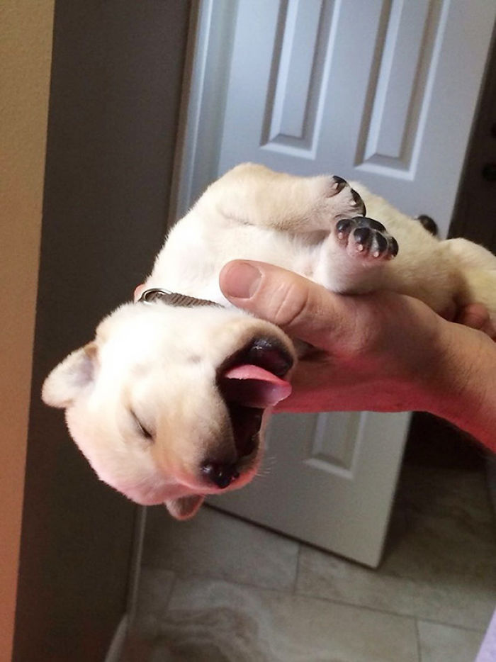 50 Puppies That Are Too Adorable To Be Real 50 Puppies That Are Too Adorable To Be Real