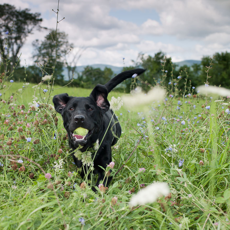 Dogs Romping And Enjoying Spring! Dogs Romping And Enjoying Spring!