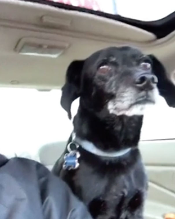 Pizza Guy Stops To Rescue Lost Dog Because Its Life Is More Important To Him Than The Risk Of Losing His Job Pizza Guy Stops To Rescue Lost Dog Because Its Life Is More Important To Him Than The Risk Of Losing His Job