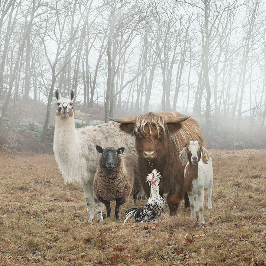 This Photographer Photographs Farm Animal Like No One Else This Photographer Photographs Farm Animal Like No One Else