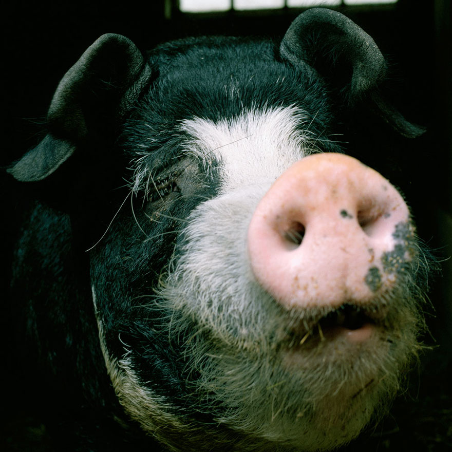 This Photographer Photographs Farm Animal Like No One Else This Photographer Photographs Farm Animal Like No One Else