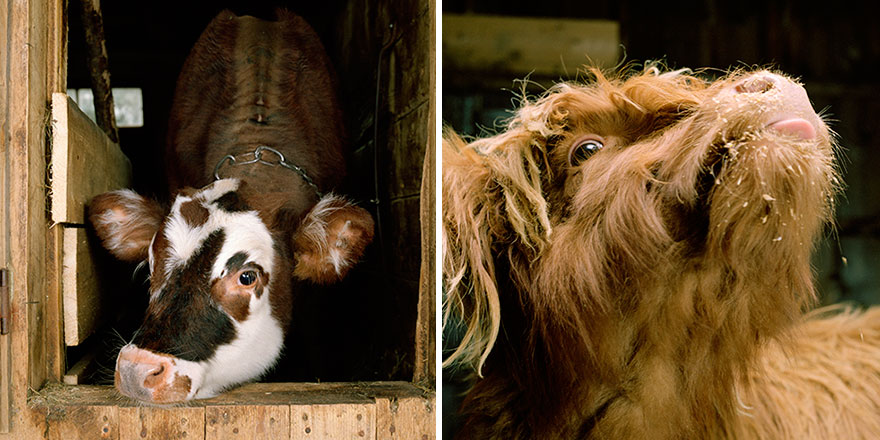 This Photographer Photographs Farm Animal Like No One Else This Photographer Photographs Farm Animal Like No One Else