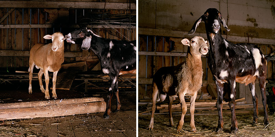 This Photographer Photographs Farm Animal Like No One Else This Photographer Photographs Farm Animal Like No One Else