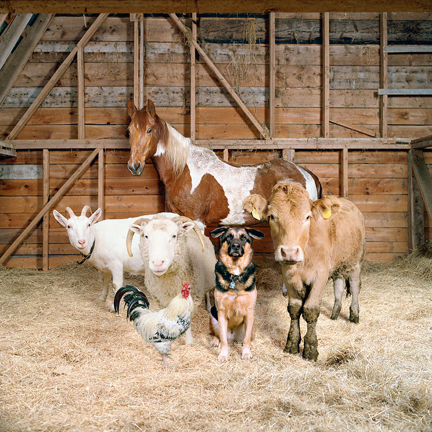 This Photographer Photographs Farm Animal Like No One Else This Photographer Photographs Farm Animal Like No One Else