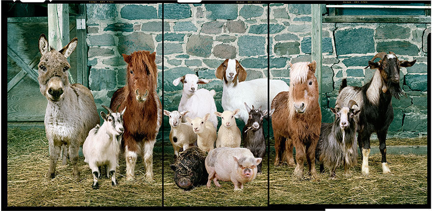 This Photographer Photographs Farm Animal Like No One Else This Photographer Photographs Farm Animal Like No One Else