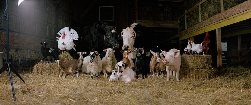 This Photographer Photographs Farm Animal Like No One Else This Photographer Photographs Farm Animal Like No One Else