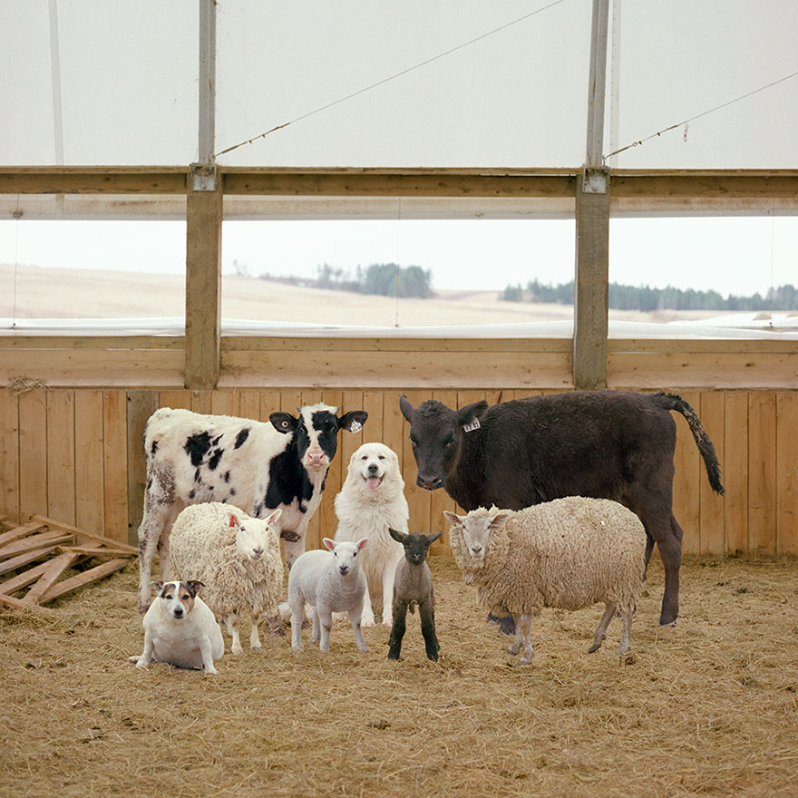 This Photographer Photographs Farm Animal Like No One Else This Photographer Photographs Farm Animal Like No One Else