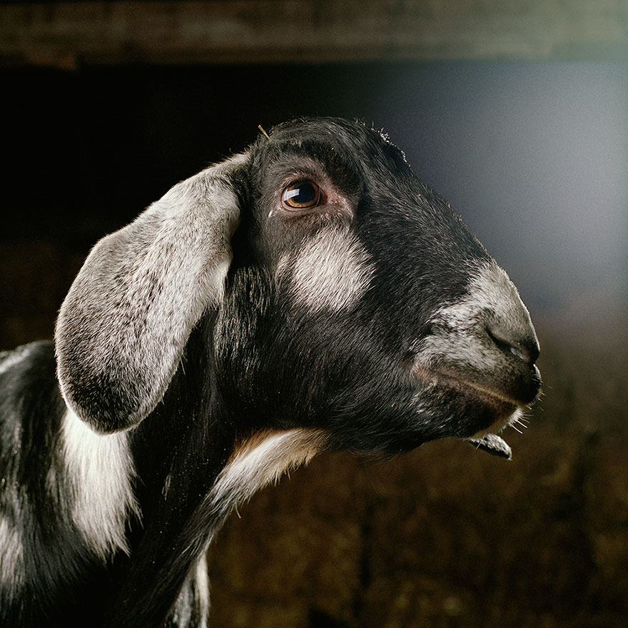This Photographer Photographs Farm Animal Like No One Else This Photographer Photographs Farm Animal Like No One Else
