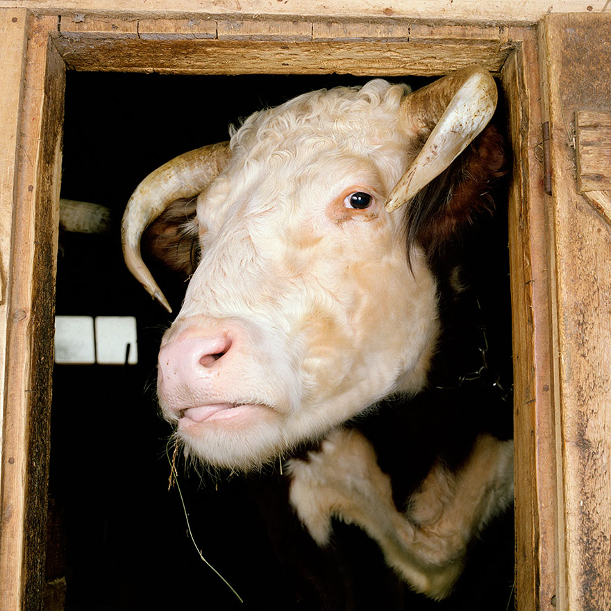 This Photographer Photographs Farm Animal Like No One Else This Photographer Photographs Farm Animal Like No One Else