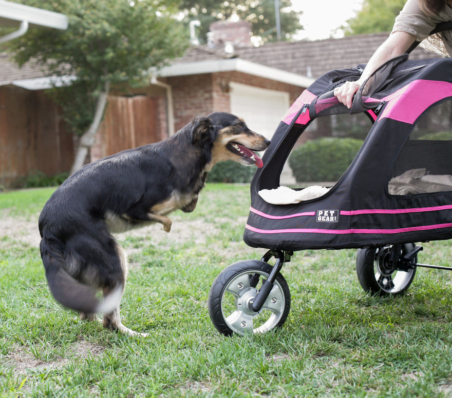 Rejected Dogs Now Have The Best Lives Ever!
