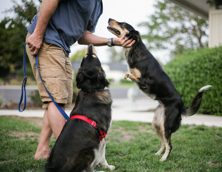 Rejected Dogs Now Have The Best Lives Ever!