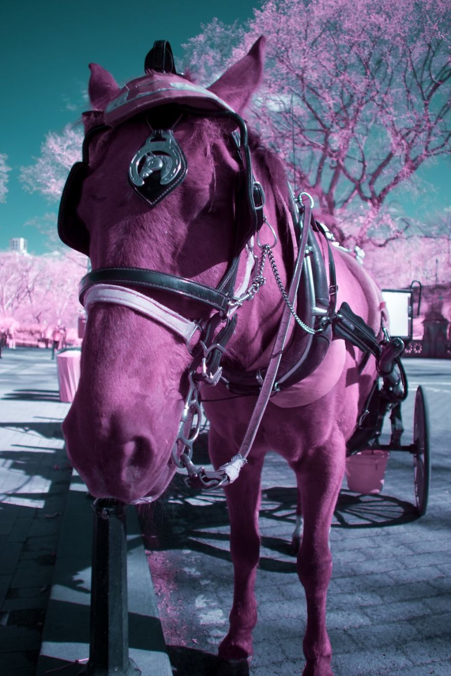 I Captured How New York Would Look Like If You Saw It In Infrared I Captured How New York Would Look Like If You Saw It In Infrared