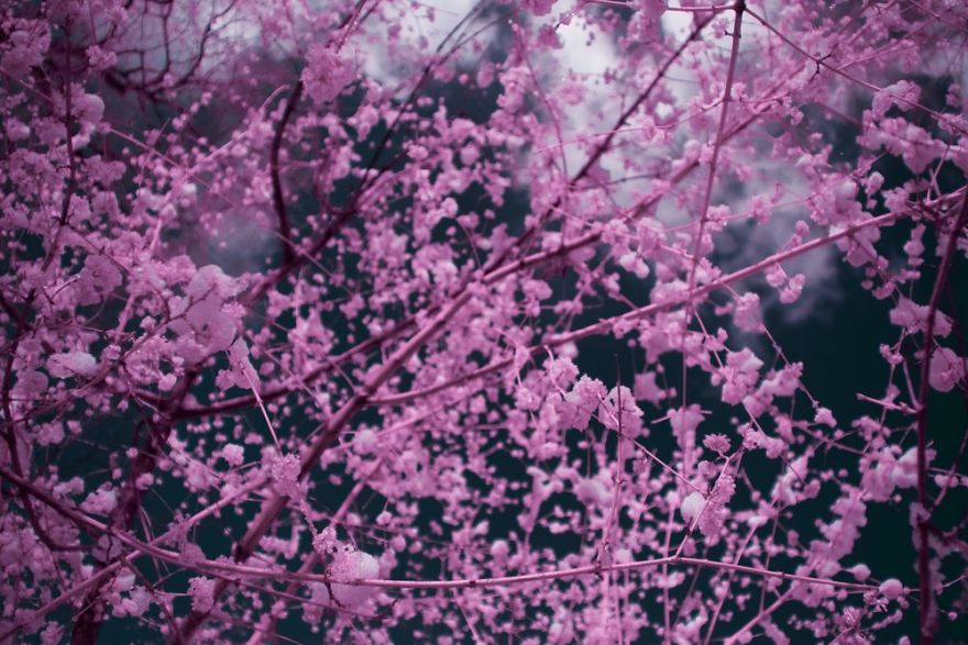 I Captured How New York Would Look Like If You Saw It In Infrared I Captured How New York Would Look Like If You Saw It In Infrared