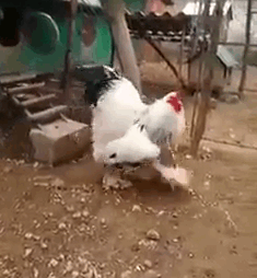 People Can&#8217;t Believe How GIANT This Chicken Is