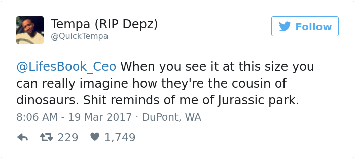 People Can&#8217;t Believe How GIANT This Chicken Is