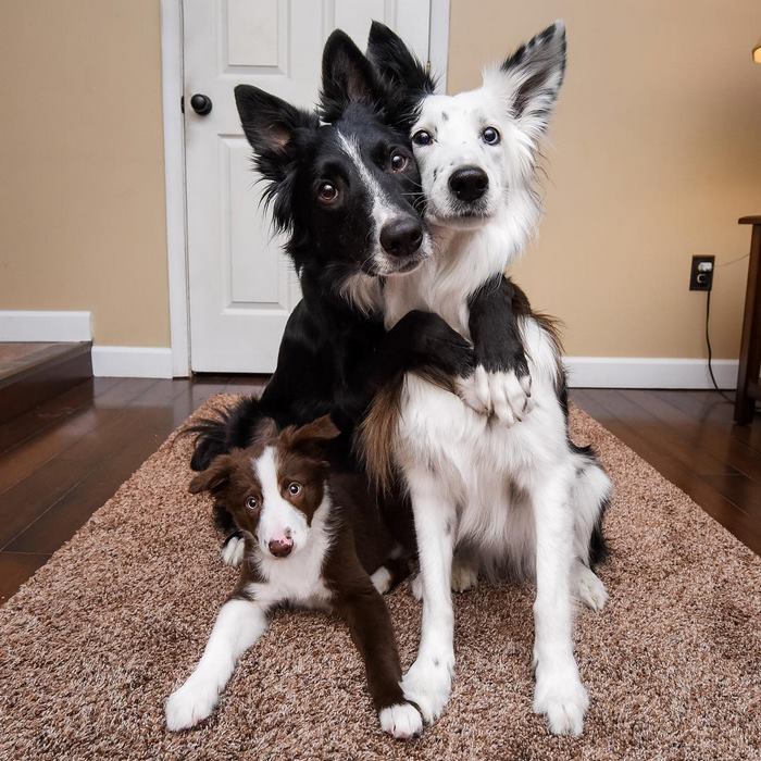 Famous &#8216;Hugging Dogs&#8217; Have A New Family Member, And They Are Teaching Him To Hug