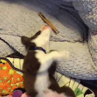 Famous &#8216;Hugging Dogs&#8217; Have A New Family Member, And They Are Teaching Him To Hug