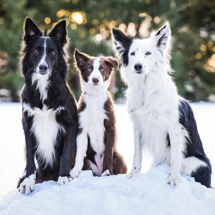 Famous ‘Hugging Dogs’ Have A New Family Member, And They Are Teaching Him To Hug Famous ‘Hugging Dogs’ Have A New Family Member, And They Are Teaching Him To Hug