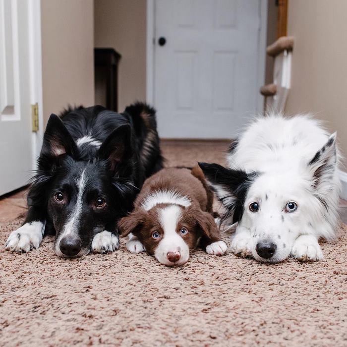 Famous ‘Hugging Dogs’ Have A New Family Member, And They Are Teaching Him To Hug Famous ‘Hugging Dogs’ Have A New Family Member, And They Are Teaching Him To Hug