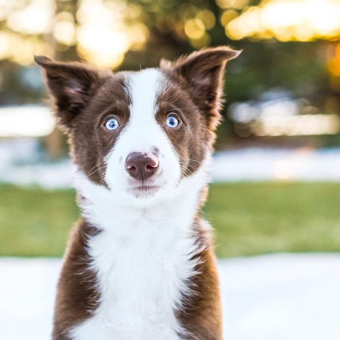 Famous ‘Hugging Dogs’ Have A New Family Member, And They Are Teaching Him To Hug Famous ‘Hugging Dogs’ Have A New Family Member, And They Are Teaching Him To Hug