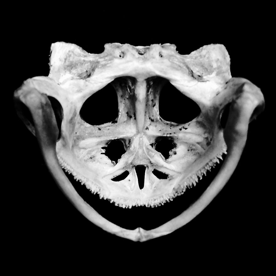 The Art Of Death: I Photograph Skulls