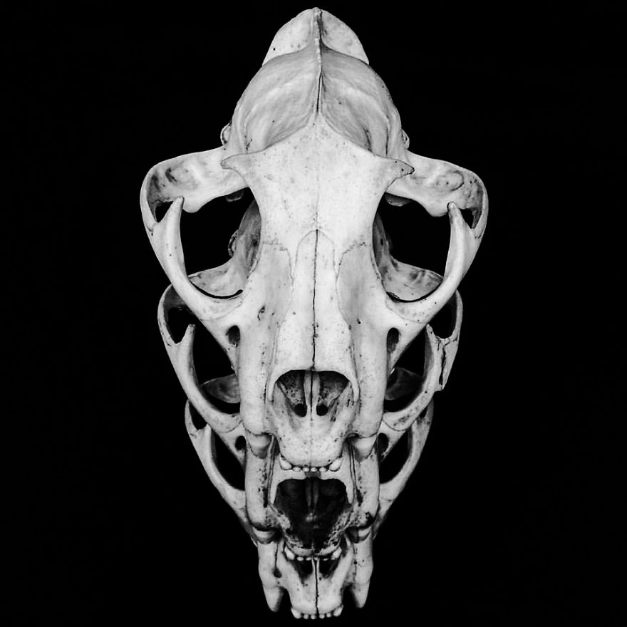 The Art Of Death: I Photograph Skulls
