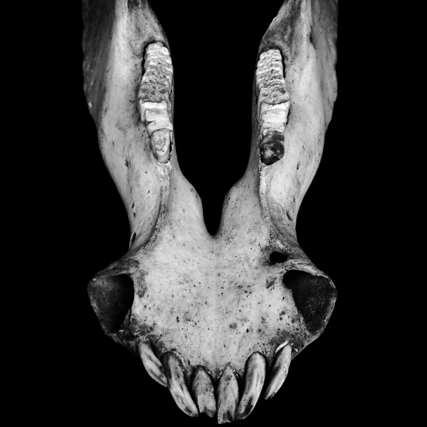The Art Of Death: I Photograph Skulls