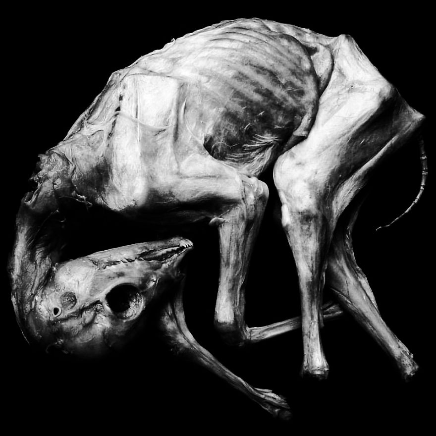 The Art Of Death: I Photograph Skulls