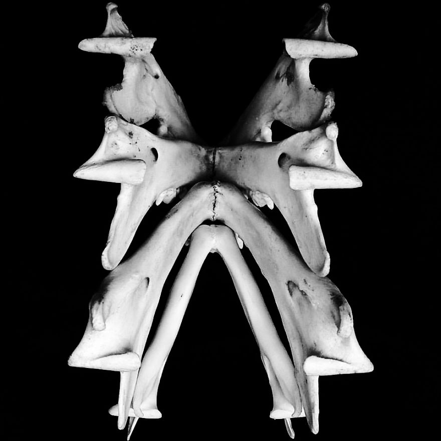 The Art Of Death: I Photograph Skulls