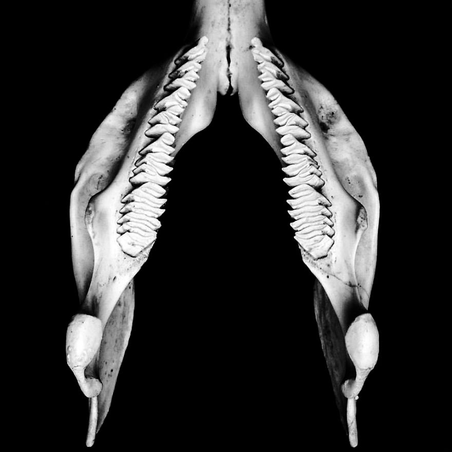 The Art Of Death: I Photograph Skulls The Art Of Death: I Photograph Skulls