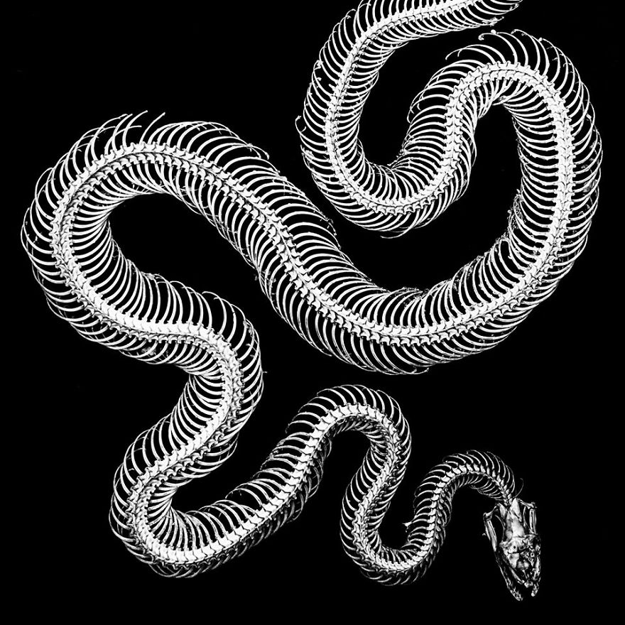 The Art Of Death: I Photograph Skulls The Art Of Death: I Photograph Skulls