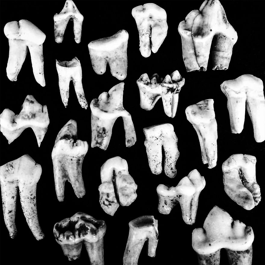 The Art Of Death: I Photograph Skulls