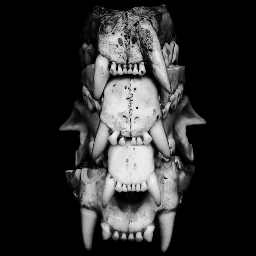 The Art Of Death: I Photograph Skulls The Art Of Death: I Photograph Skulls