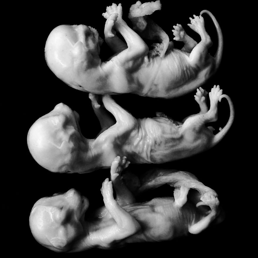 The Art Of Death: I Photograph Skulls